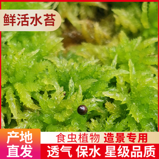 水苔 无菌鲜活水苔干水苔蝴蝶兰花专用营养土苔藓石斛食虫植物 包邮