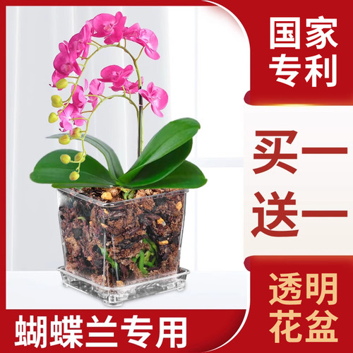 高透明花盆蝴蝶兰花专用