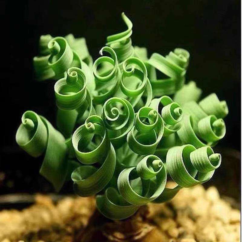 O属宽弹对版多肉植物宽叶弹簧草球根块根稀有品种大棚基地直发