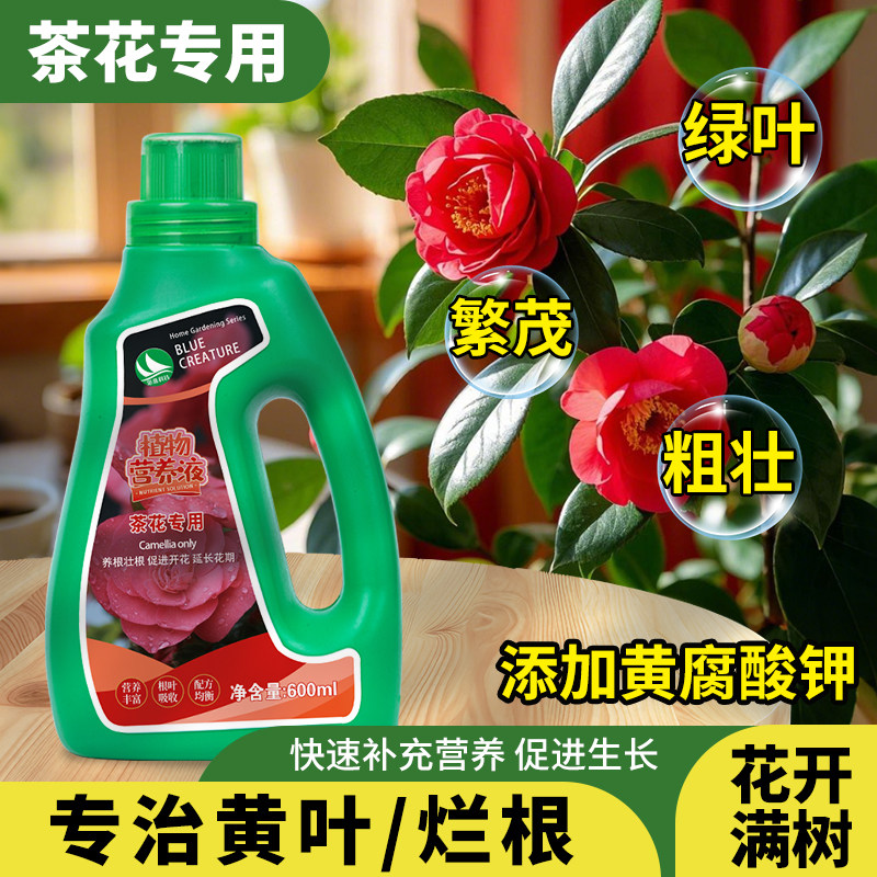茶花专用营养液叶斑病专用叶子发黄枯叶促花期长酸性营养液