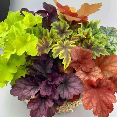 植物花苗大小苗庭院花卉四季常青植物室内外阳台耐寒耐阴矾根盆栽