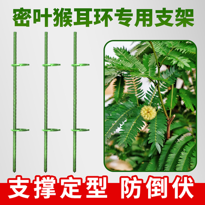 密叶猴耳环粗支架植物防倒支撑杆