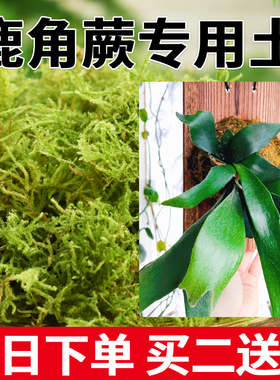 干苔藓水苔青苔鹿角蕨专用蝴蝶兰石斛种植兰花营养土乌龟