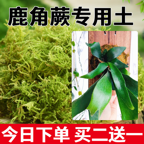 干苔藓水苔鹿角蕨专用