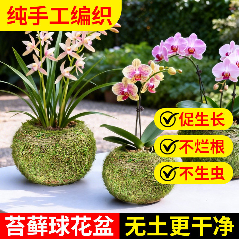 室内观赏苔藓球盆栽高品质