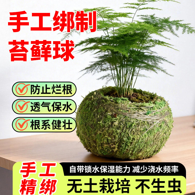 室内观赏苔藓球盆栽高品质