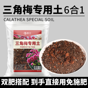 三角梅盆栽专用土种漳红樱绿樱重瓣多色高端老桩开花营养土