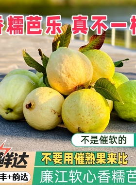 广东奶油芭乐软糯清香 不催熟 新鲜水果 白心软番石榴 软心鸡屎果