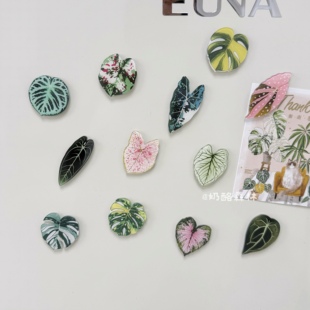 热带植物冰箱贴龟背竹仙人掌秋海棠树叶磁贴绿植磁贴冰箱门贴装饰