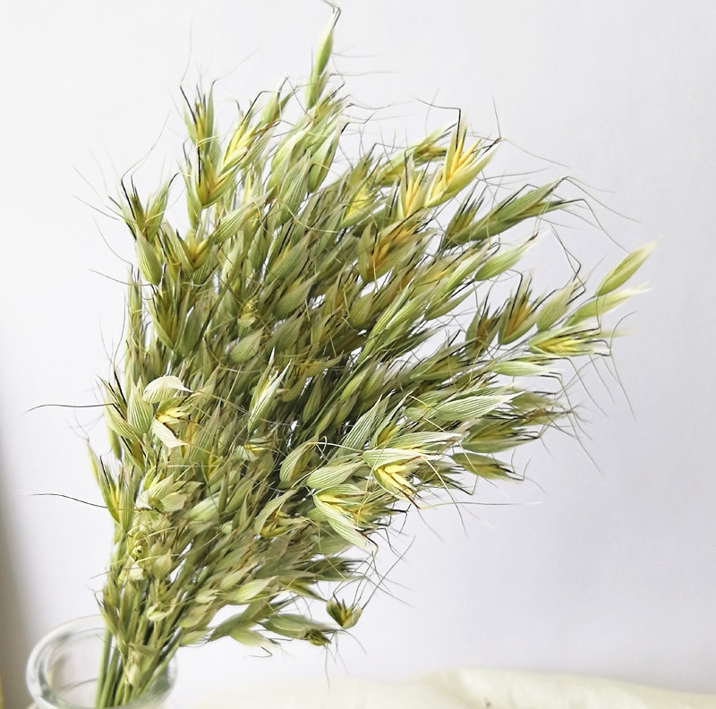 Oat and wheat spikes Yunnan natural Wheat Dried flowers Bouquet of flowers a living room decorate a decoration Art shot propin the Flower delivery/Flowers simulation/Plants gardening , Spend eternity/Dried flowers , Dried flowers  category - from Buy2taobao.com to provide professional Taobao agent buy service