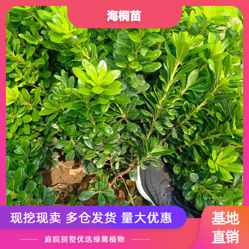 海桐树苗绿篱笆庭院花园浓香篱笆苗耐寒工程绿化四季常青绿篱围栏