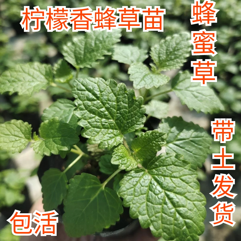 柠檬香蜂草盆栽柠檬薄荷耐寒热芳香草植物