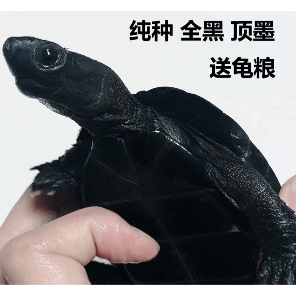 外塘墨龟黑腹龟顶墨纯种全黑小乌龟公草龟活体活物中华草龟宠物龟