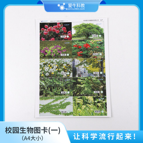 小学科学校园生物图卡一套两张A4大小