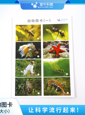 小学科学动物图卡包括蜗牛、蚯蚓、水母、海星、虾等一套两张