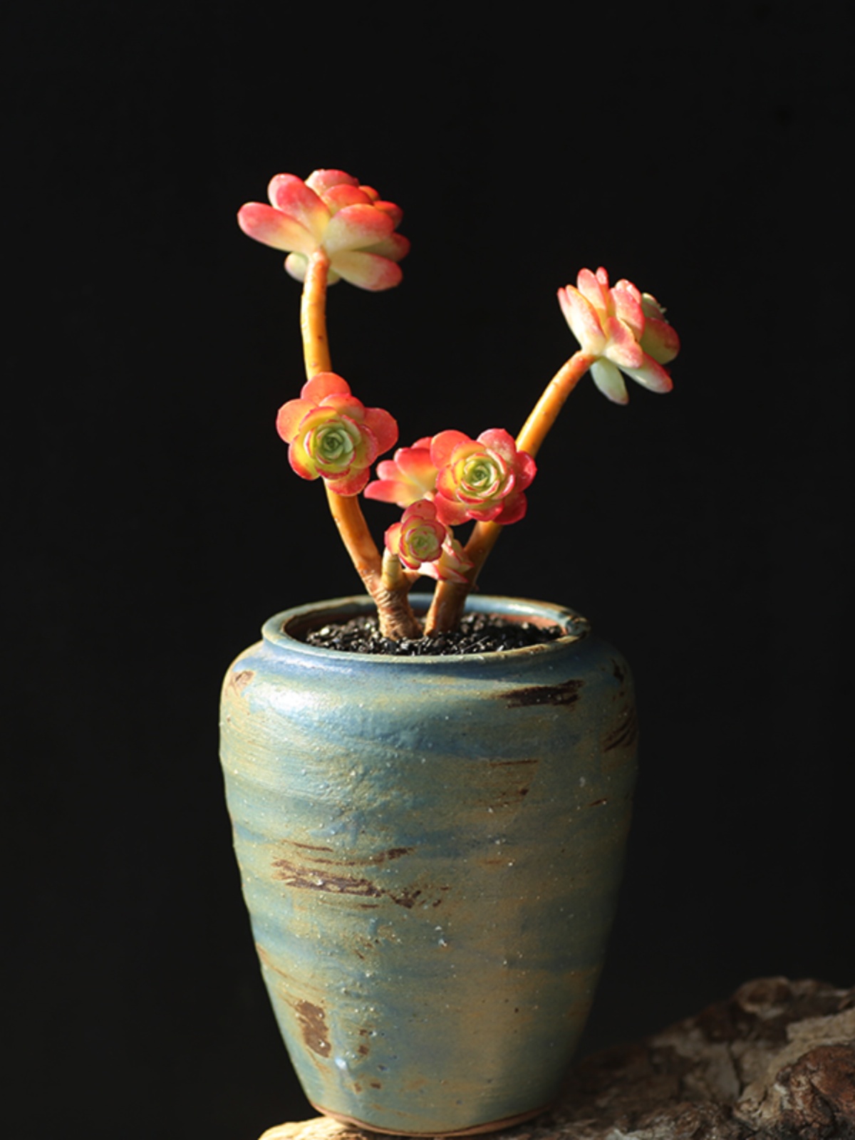 圆叶薄化妆三仙多肉植物意境造型老桩整桩室内盆栽好养包邮