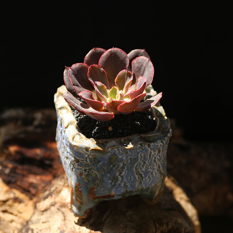 西童紫焰多肉植物控养单头新手易养阳台盆栽高品质肉肉云南直发