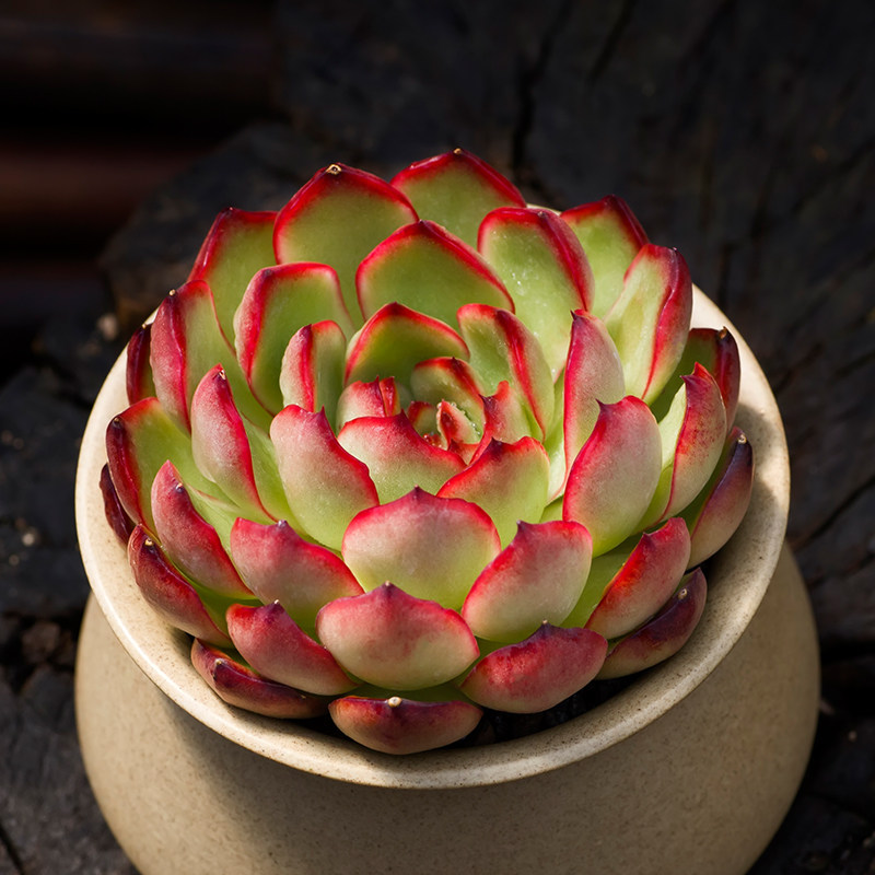 宝莉安娜多肉植物群生肉肉老桩多头多肉室内阳台盆栽易活