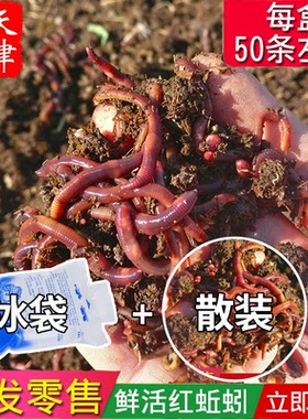 大号京津冀鱼饵野钓通杀活饵红虫