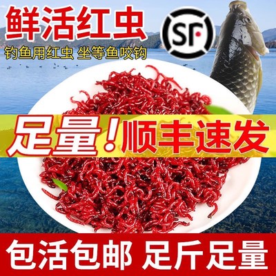红虫鲜活特大号公虫活体活饵野钓拉饵鲫鱼钓鱼垂钓饵喂鱼观赏鱼食