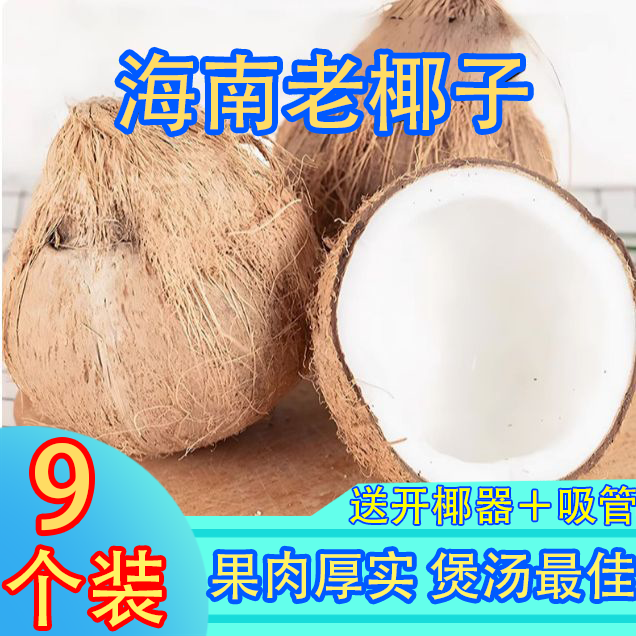 海南特产超大果毛椰子