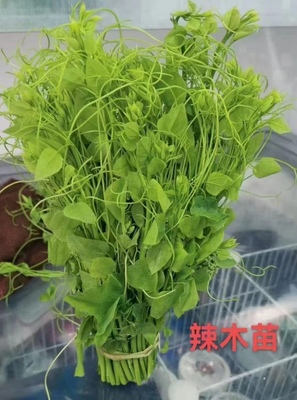 辣木苗菜广西赤苍藤新鲜姑娘菜龙须菜山野菜酒店特色菜现摘包邮
