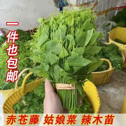 广西新鲜赤苍藤姑娘菜龙须菜辣木苗菜酒店特色菜山野菜一件包邮