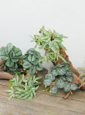 造景绿植仿真度高植物角仿真