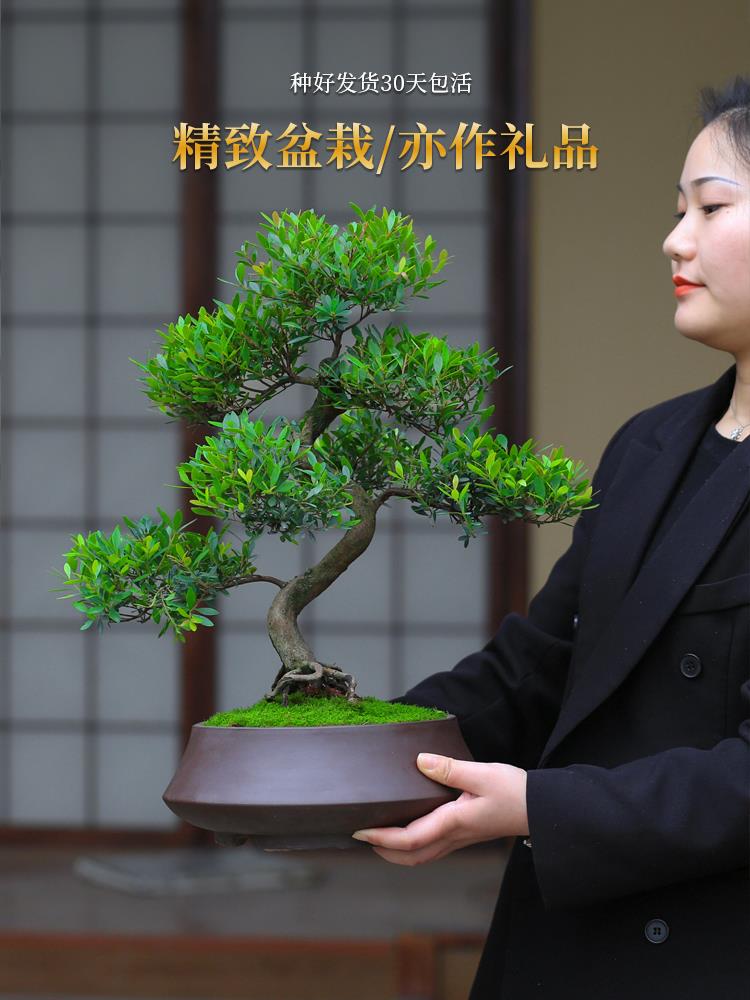 小叶赤楠老桩盆栽客厅桌面盆栽植物阳台四季好养室外耐寒绿植盆景