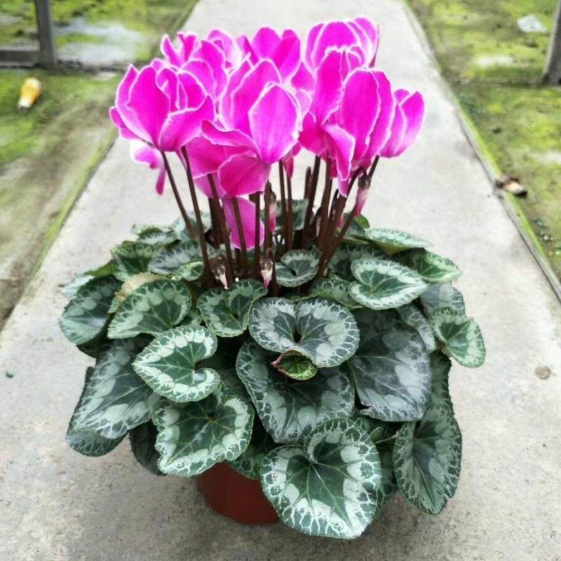 仙客来盆栽带花秋冬季好养活室内阳台办公室四季开花大盆观花植物