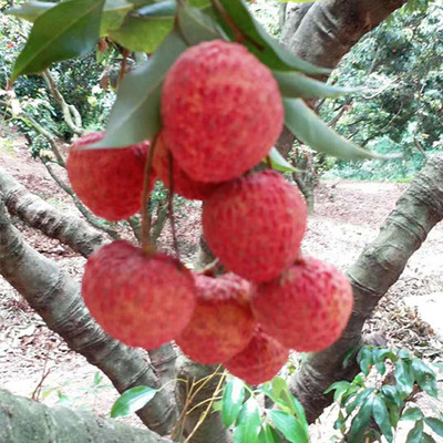深圳南山糯米糍荔枝新鲜水果小核现摘现发5斤顺丰包邮