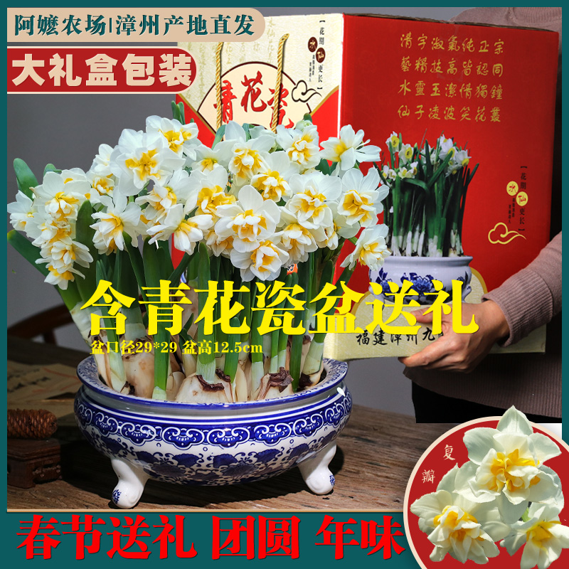 养好春节开花送礼漳州水仙花种球水培盆栽景德镇青花瓷盆年宵花卉在类目 鲜花速递/花卉仿真/绿植园艺, 花卉/蔬果/草坪种子（新）, 种球中 - 来自Buy2taobao.com提供专业的淘宝代购服务