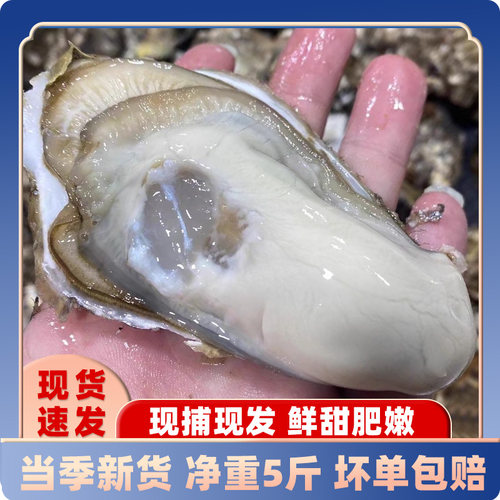 鲸御鲜新鲜生蚝肥美肉厚