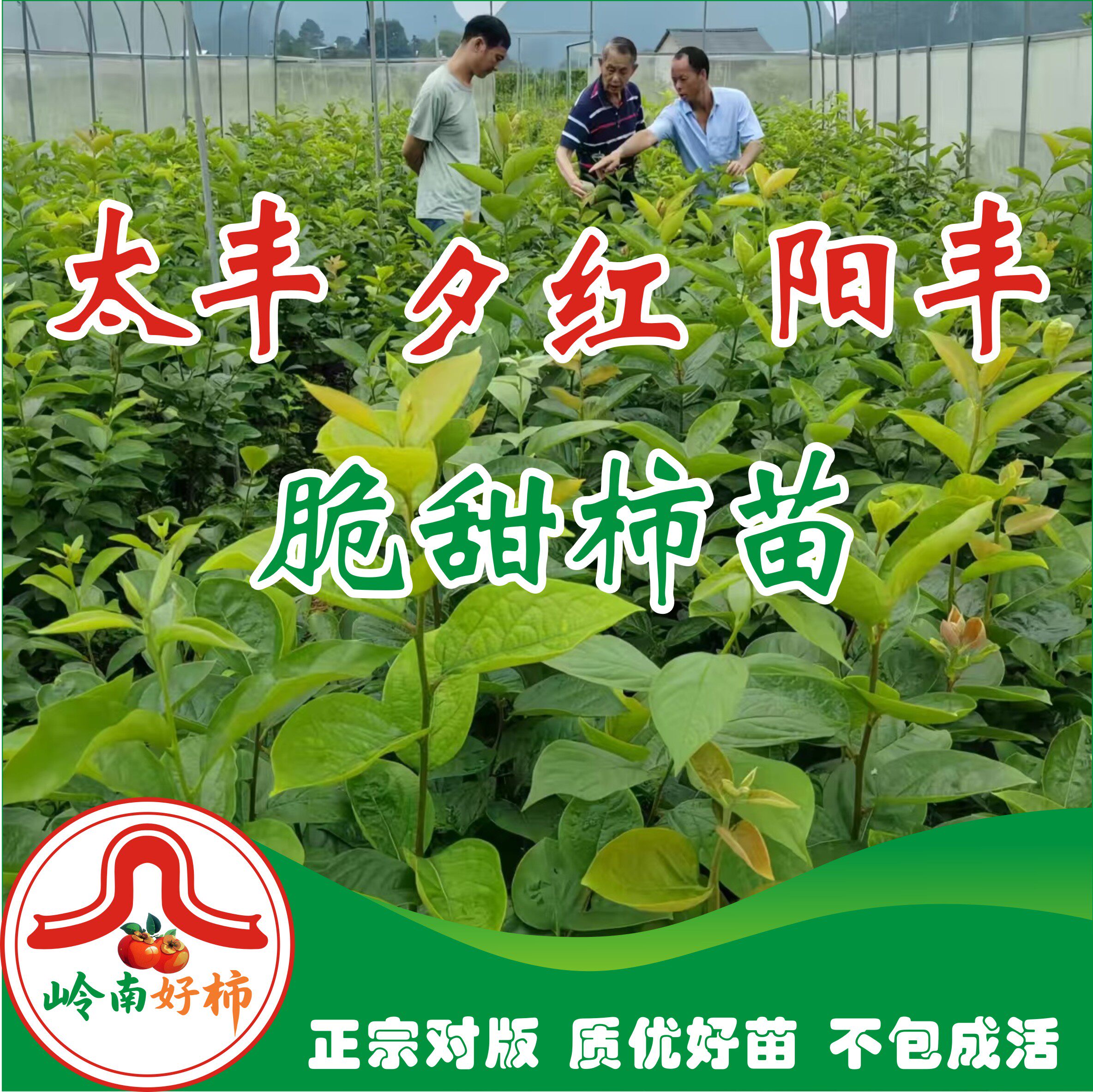 太丰甜柿 夕红甜柿 阳丰甜柿  脆甜无涩柿子苗 （不包成活）