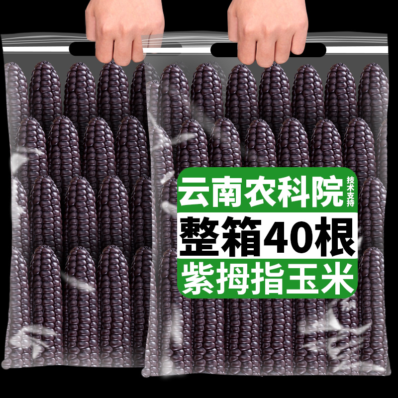 西双版纳紫糯拇指玉米儿童早餐