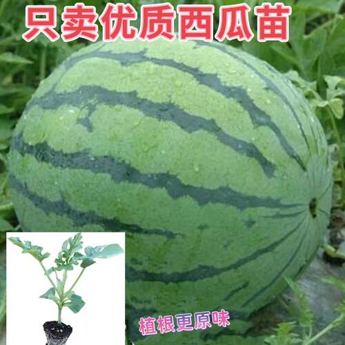 嫁接西瓜苗8424麒麟无籽秧苗种子
