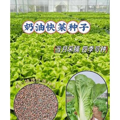 【全店任意选择5袋包邮】快菜种子