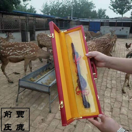 干鹿鞭鲜鹿鞭吉林梅花鹿