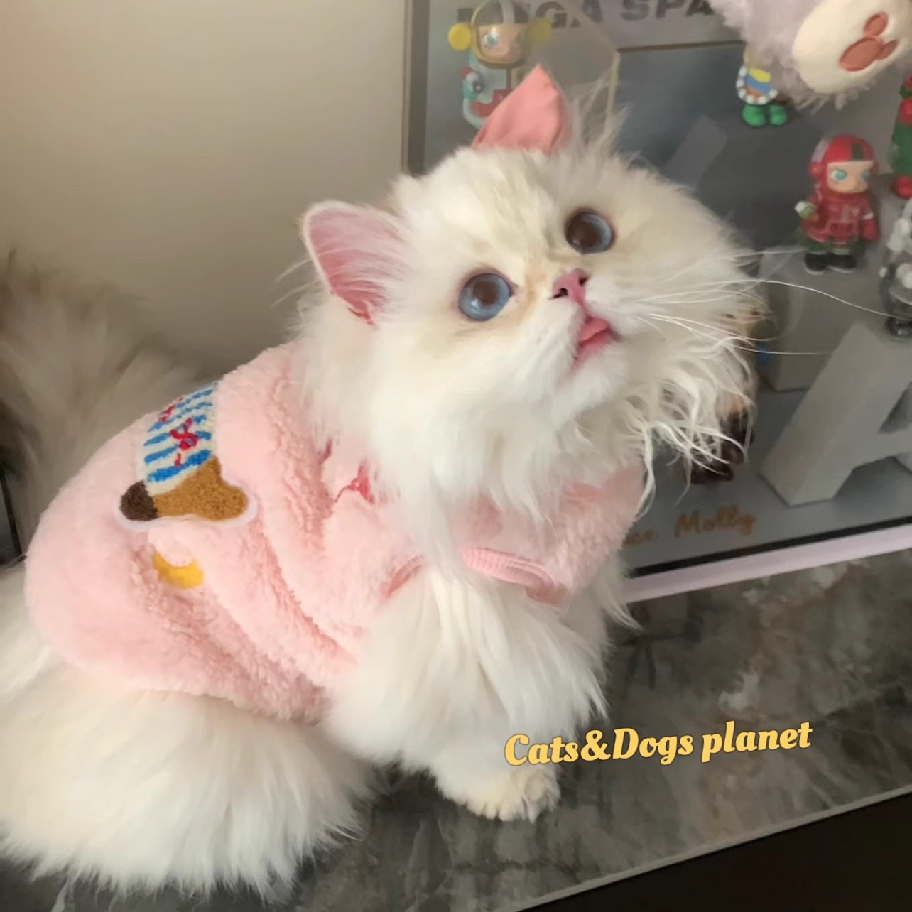 宠物秋冬穿厚衣，好看可爱抗凉意