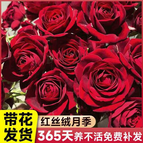 红丝绒月季盆栽棒棒糖四季开花特大花浓香花苗绿植物阳台室内花卉