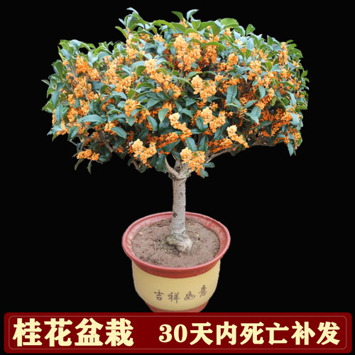 桂花树大树质量怎么样 桂花树大树口碑怎么样 小麦优选