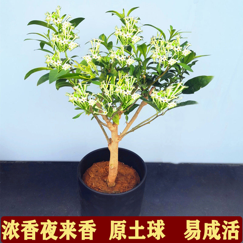盆栽夜来香花室内开花浓香易养木本四季花卉庭院阳台树苗观花植物