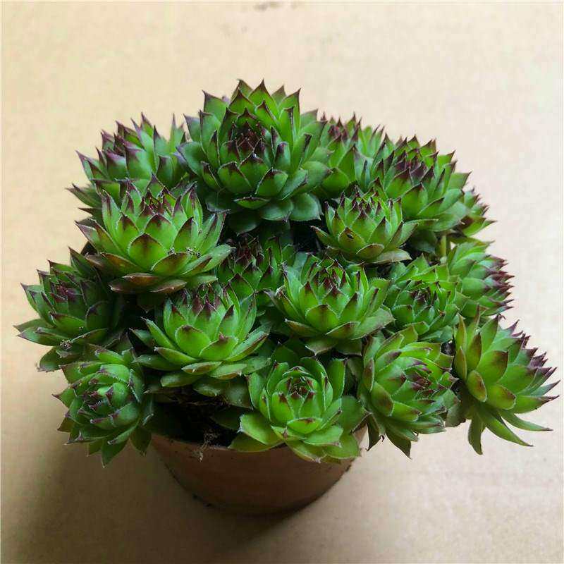 观音莲群生多肉植物绿植花卉盆栽组合绿植花卉新手套餐室内办公室