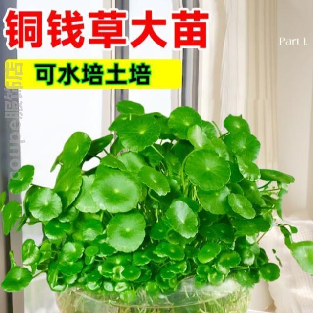 简约栽植招财?水养培植栽花花器养水金钱草盆景家居盆栽水仙