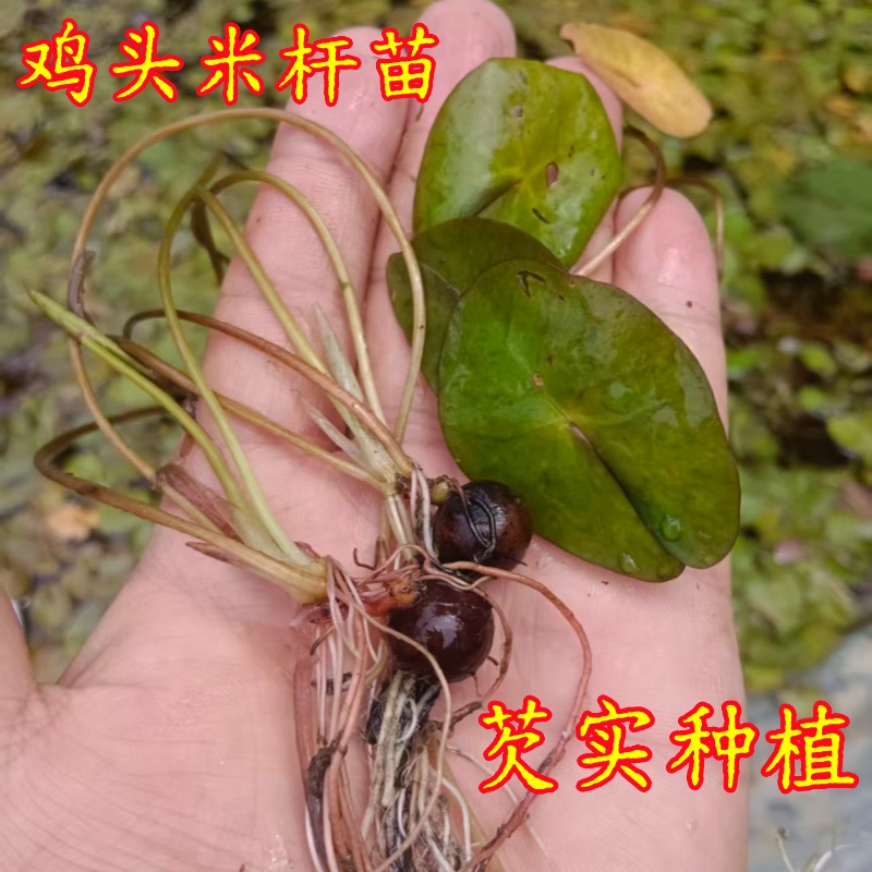 芡实种苗鸡头米种子高产池塘水生