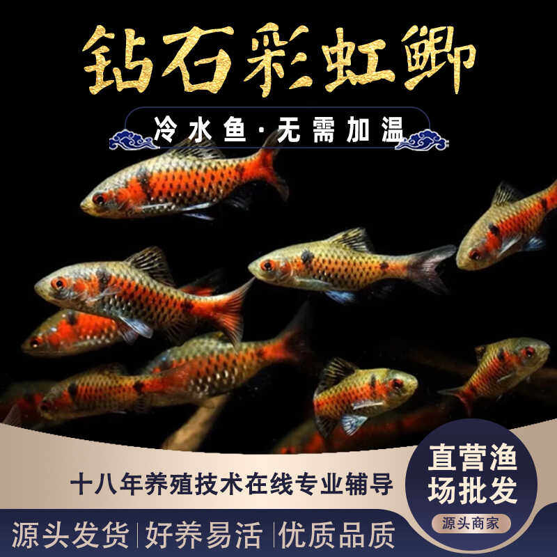 钻石彩虹鲫小型进口冷水耐寒耐养热带原生草缸群游活体观赏宠物鱼