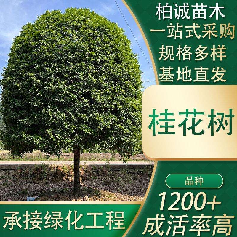 基地直发绿化苗木花卉采购地栽桂花树四季桂别墅庭院盆栽风景树
