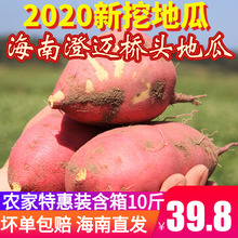 海南澄迈桥头富硒地瓜板栗红薯富硒农家特惠装10斤【澄迈发货】
