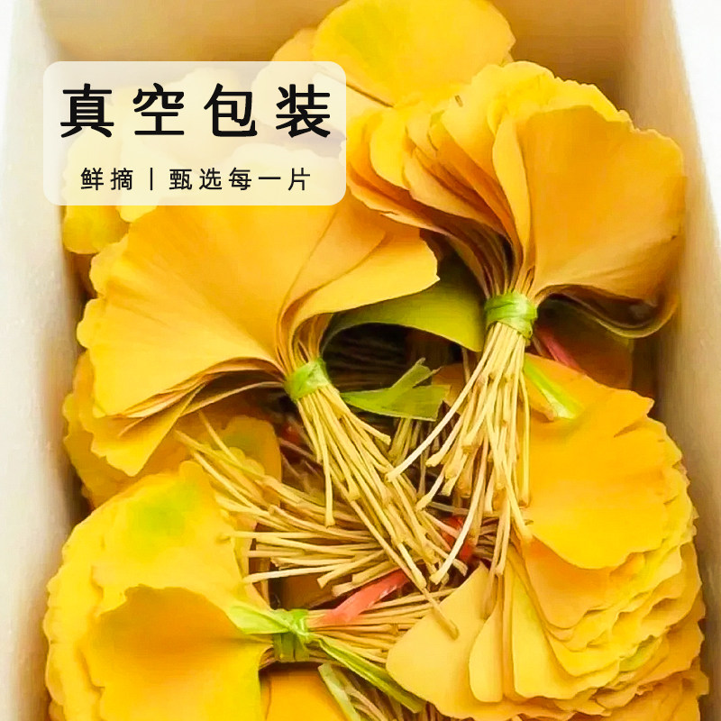 天然真银杏叶秋天手工diy材料标本装饰新鲜仿真永生干花束枯树叶