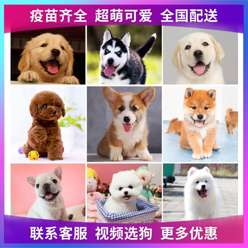 茶杯犬宠物金毛素材模板 茶杯犬宠物金毛图片下载 小麦优选